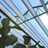 View Looking Up At The Roof Of The Greenhouse