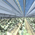 Bean Plants Growing Inside the Greenhouse Just Outside the Desalination Chamber